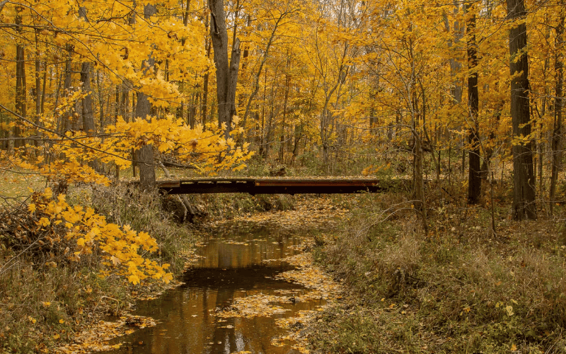 Nature landscape