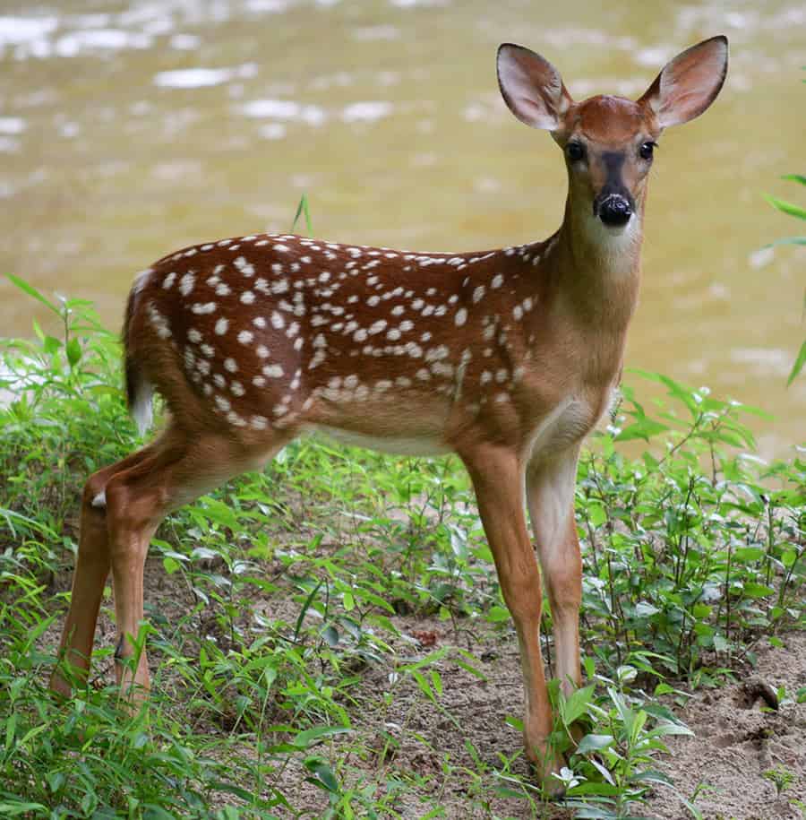 White-tailed deer fawns