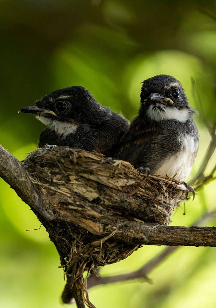 Fledgling Birds