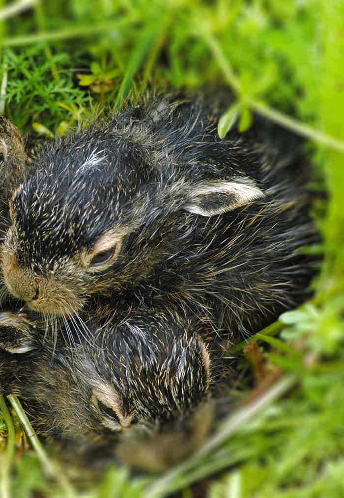 baby bunnies in the grass